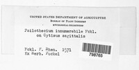 Psilothecium innumerabile image
